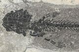 Discosauriscus (Early Permian Reptiliomorph) - Czech Republic #106345-1
